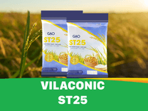 Vilaconic - Gạo thơm ST25 1kg